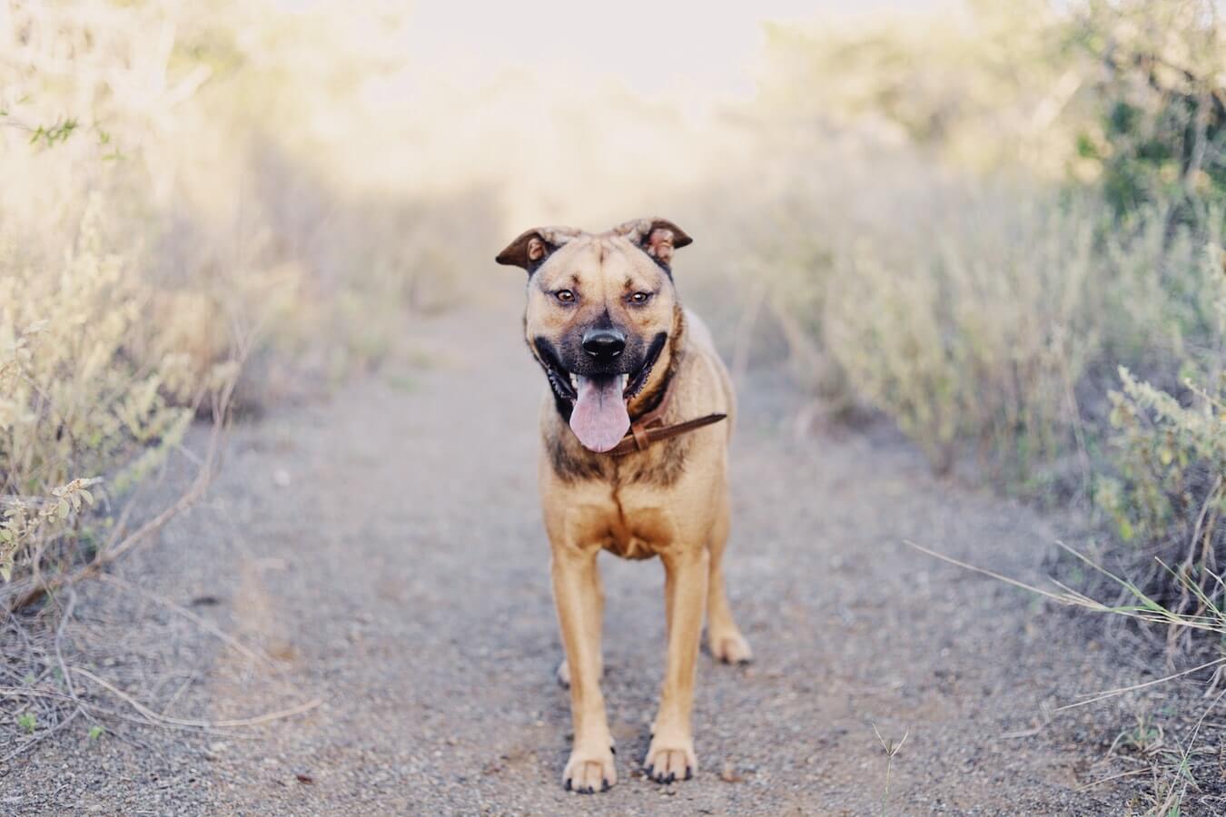 Unleashed brown dog with tongue out panting in center of walking trail