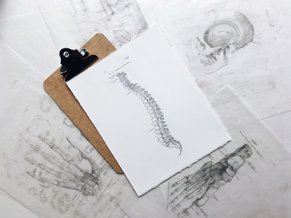 Drawing of parts of skeleton with drawing of spinal cord prominently displayed on a clipboard