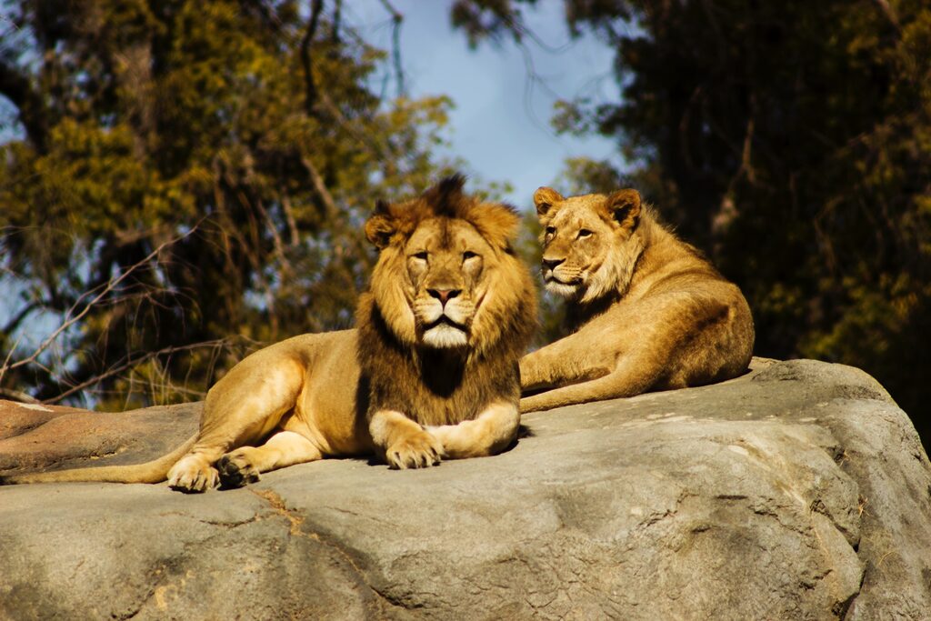 A lion lays on a rock at John Ball Zoo in Grand Rapids, Michigan.