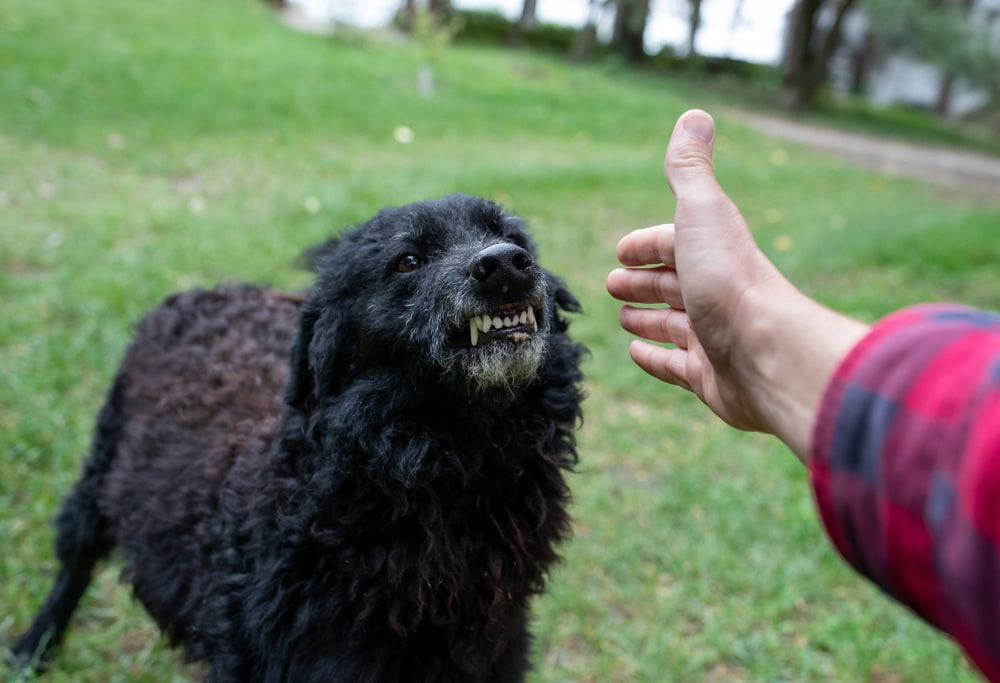 Aggressive black dog baring its teeth at a person's approaching hand
