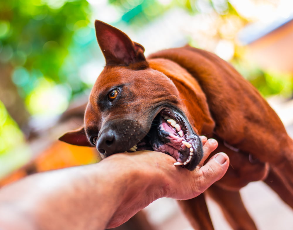 Brown dog biting a person's hand